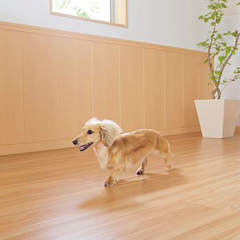 明日は愛犬家必見!ワンラブハウス完成見学会