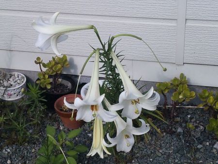 アトリエ花だより 高砂百合 アトリエ花だより 高砂百合