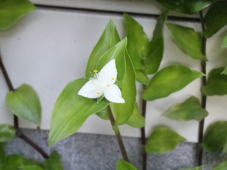 白い露草の花