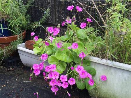 オキザリス開花中♪ オキザリス開花中♪