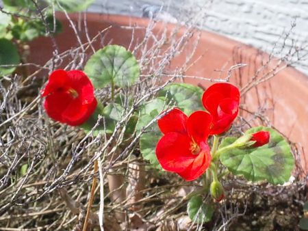 紅い花 紅い花