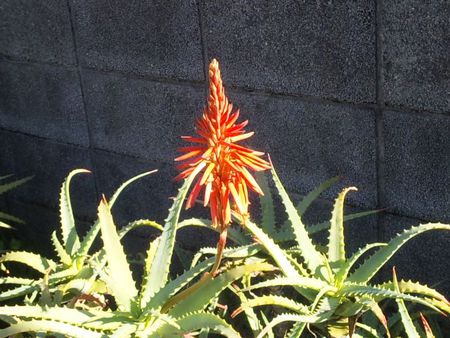 冬の紅い花 冬の紅い花