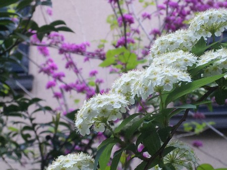 アトリエ花だより こでまり アトリエ花だより こでまり