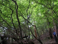 大札山登山と自然観察-その4