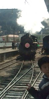 サクラ
