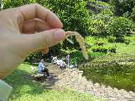 ざりがに釣り