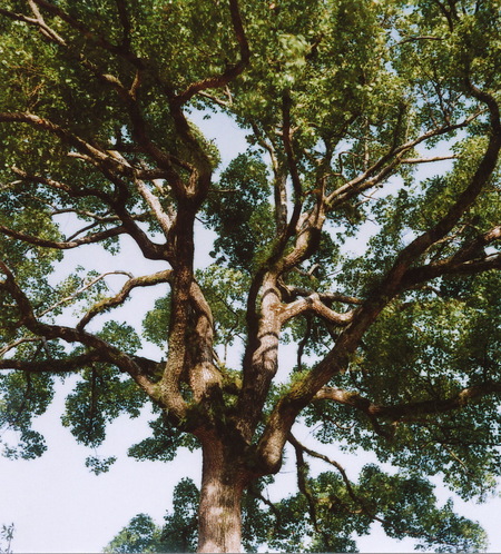6×6