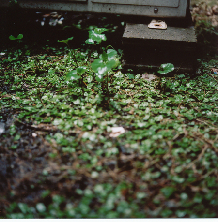 苔むす