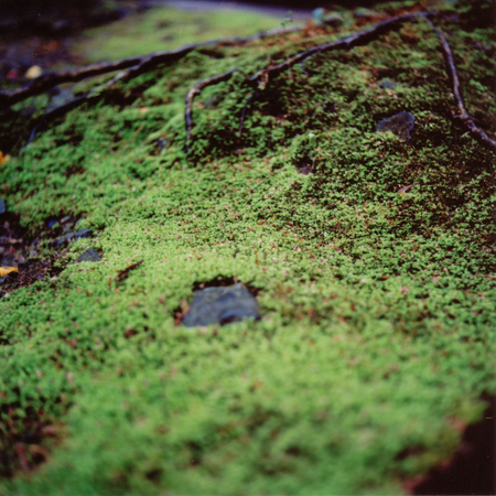 苔むす