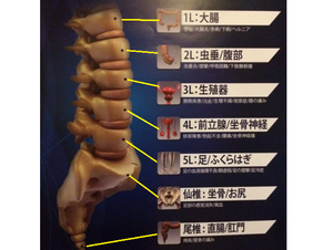 脊椎メンテナンス・今日は腰椎、仙椎、尾椎です。