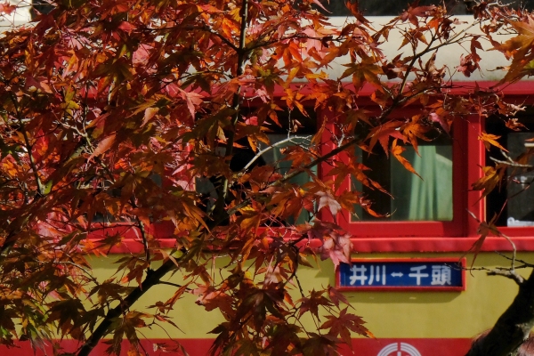 井川線トロッコ列車と紅葉