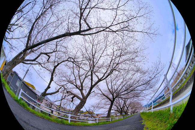 長尾川河畔 桜 2025-1 長尾川河畔 桜 2025-1