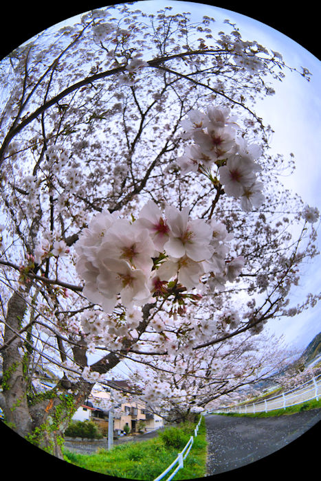 長尾川河畔 桜 2025-5 長尾川河畔 桜 2025-4