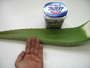 アロエベラ