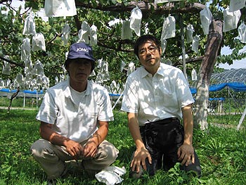 長野、生坂村巨峰産地報告