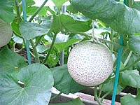 何の花? (正解はメロンの花です!)