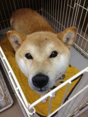 迷い犬保護しています☆~