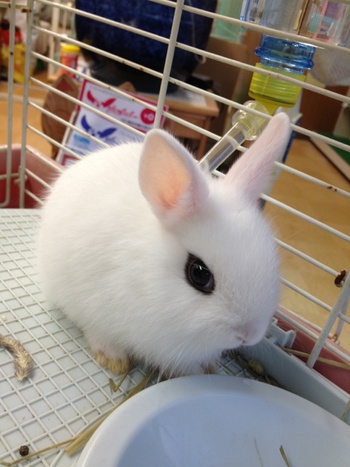 久しぶりのウサギ☆