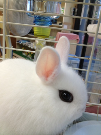 久しぶりのウサギ☆