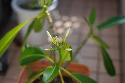 プルメリアの花