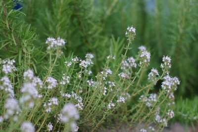 タイムの花