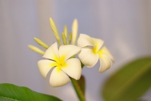 プルメリア