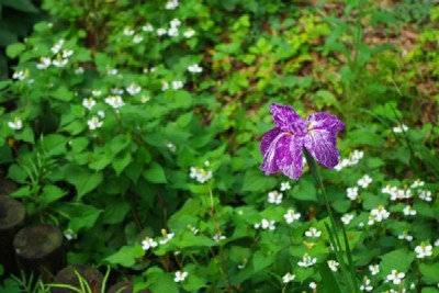花菖蒲