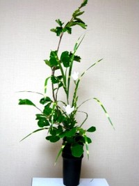 山万作を涼しげに