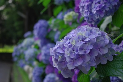 紫陽花の道