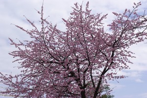 桜一木