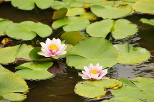 睡蓮の花