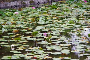 遊水地