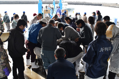 吉田漁港、しらす漁初競り！