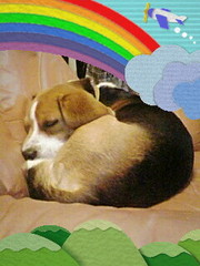 犬も寒くて丸くなる...。