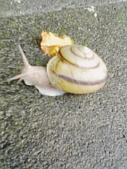 かたつむり...