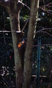 野鳥観察...