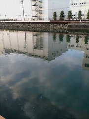 巴川の黒鵜