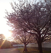 朝6時、桜満開
