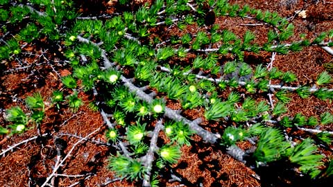 しずおかの文化体感ツアー 植物の富士登山