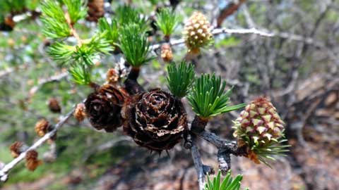 しずおかの文化体感ツアー 植物の富士登山