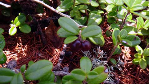 しずおかの文化体感ツアー 植物の富士登山