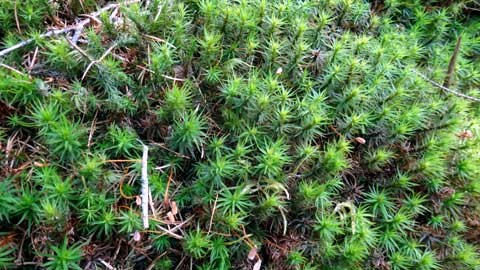 しずおかの文化体感ツアー 植物の富士登山