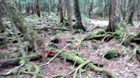しずおかの文化体感ツアー 植物の富士登山