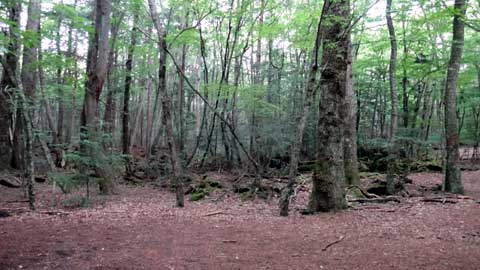 しずおかの文化体感ツアー 植物の富士登山