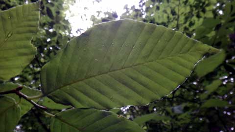 しずおかの文化体感ツアー 植物の富士登山