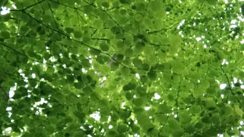しずおかの文化体感ツアー 植物の富士登山
