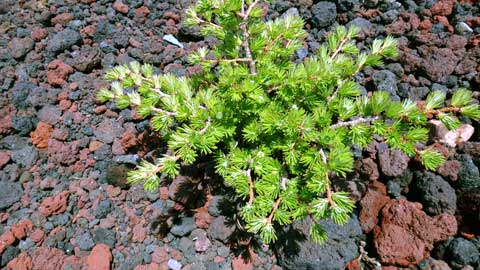 しずおかの文化体感ツアー 植物の富士登山