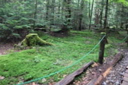 ルートには苔の緑がきれい ルートには苔の緑がきれい