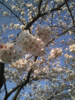 早朝花見