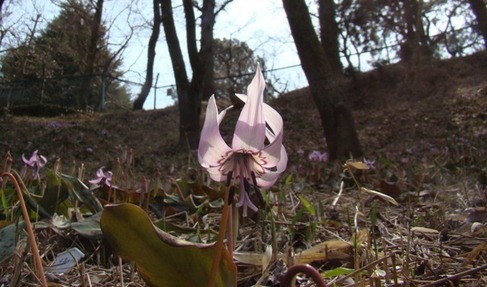 カタクリの花